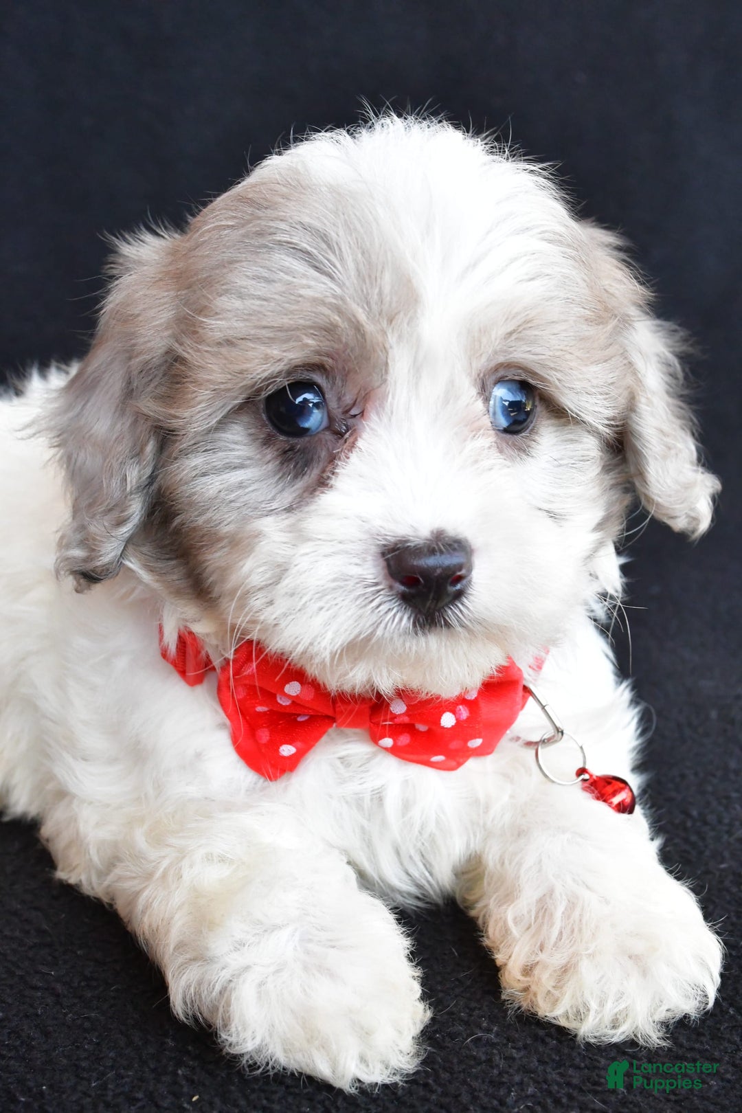 Havapoo dogs for sale: Maverick - Image 4