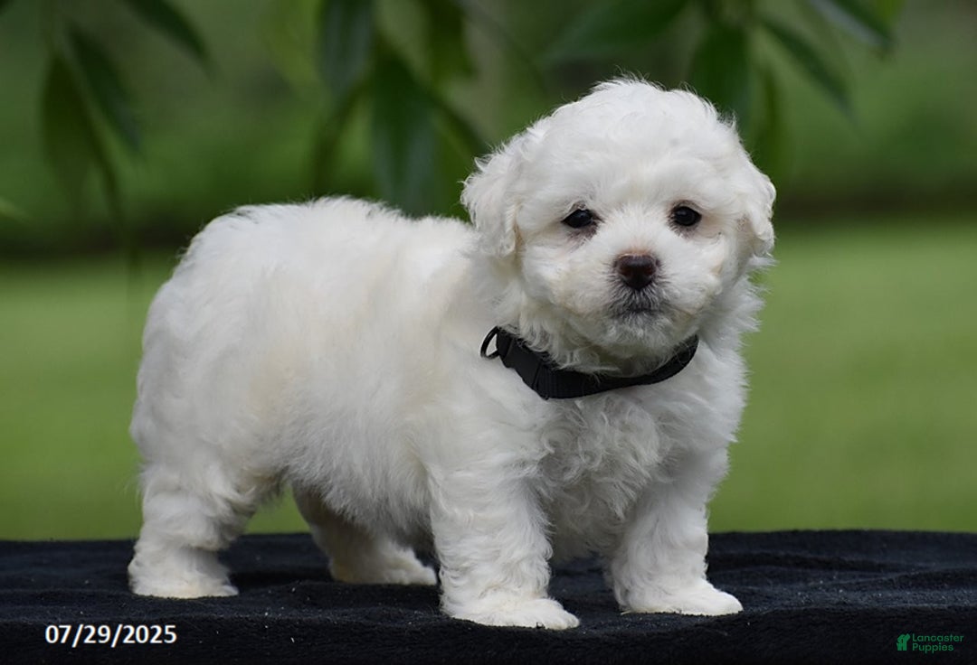 Bichon Frise dogs for sale: Tony - Image 2