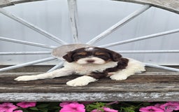 Cavapoo dogs for sale: Teddy - Image 9