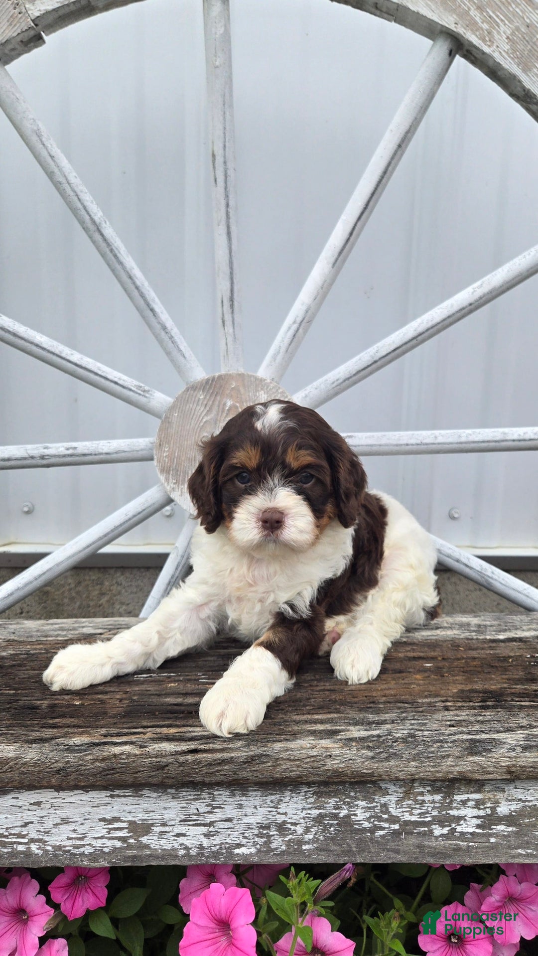 Cavapoo dogs for sale: Teddy - Image 9