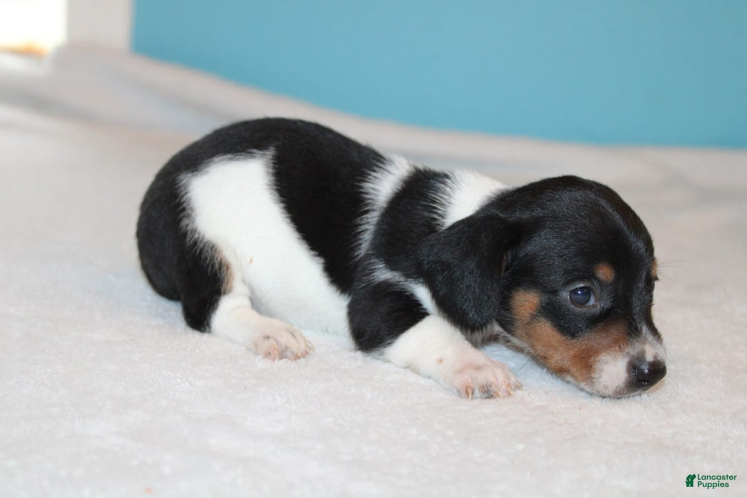 Miniature Dachshund dogs for sale: Chloe Mini - Image 17