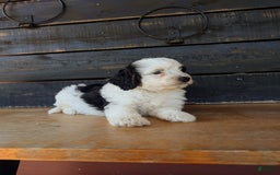 Mini Bernedoodle dogs for sale: Maverick - Image 5