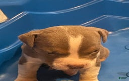 American Bully dogs for sale: Merl - Image 5