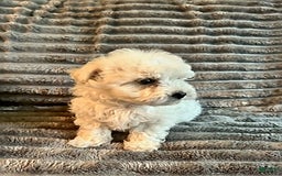 Maltipoo dogs for sale: Deisel - Image 4
