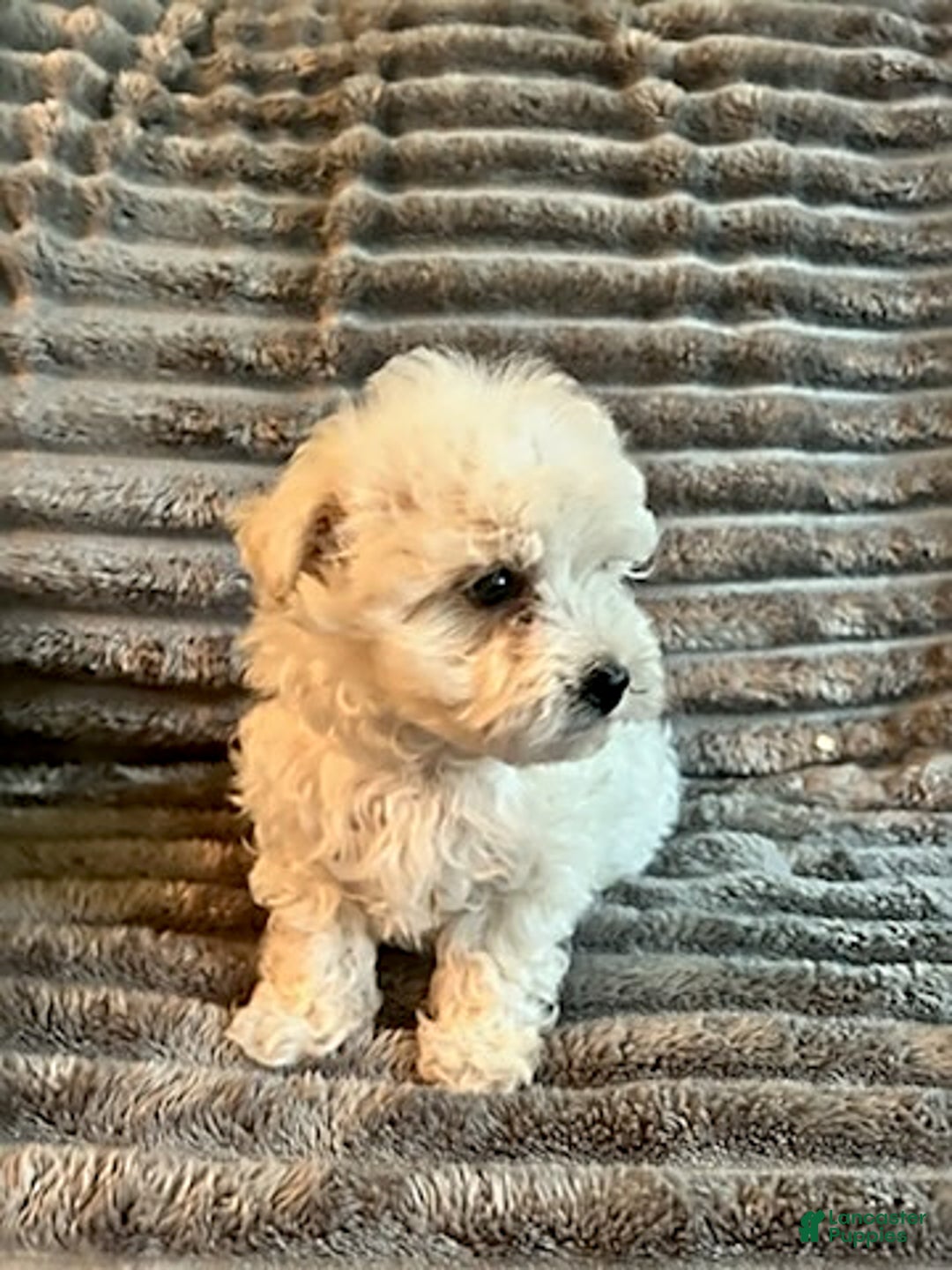 Maltipoo dogs for sale: Deisel - Image 4