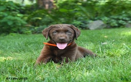 Labrador Retriever dogs for sale: Molly - Image 2