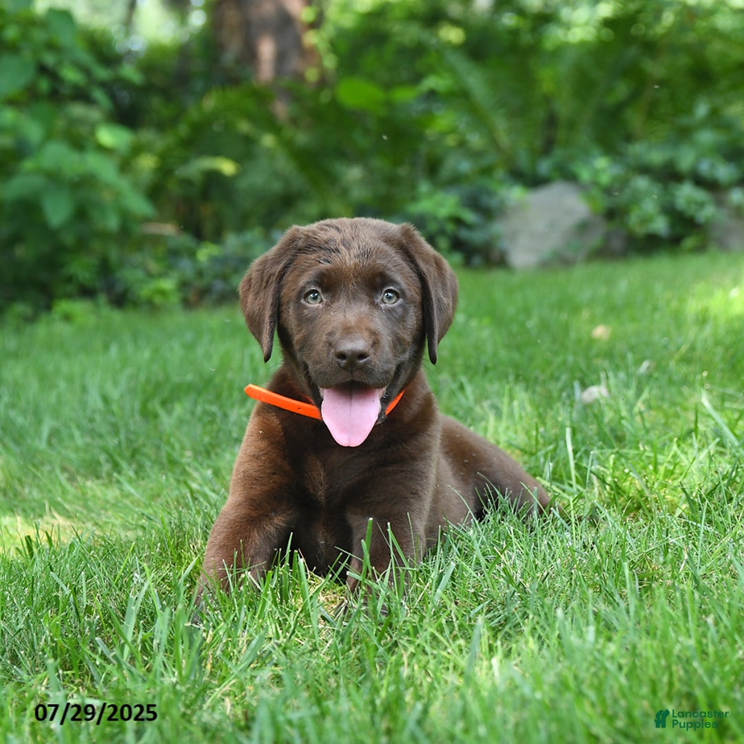 Labrador Retriever dogs for sale: Molly - Image 2