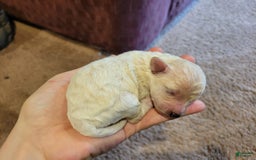 Bichpoo dogs for sale: Tatiana - Image 4