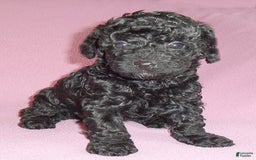 Yorkiepoo dogs for sale: Pepper - Image 16