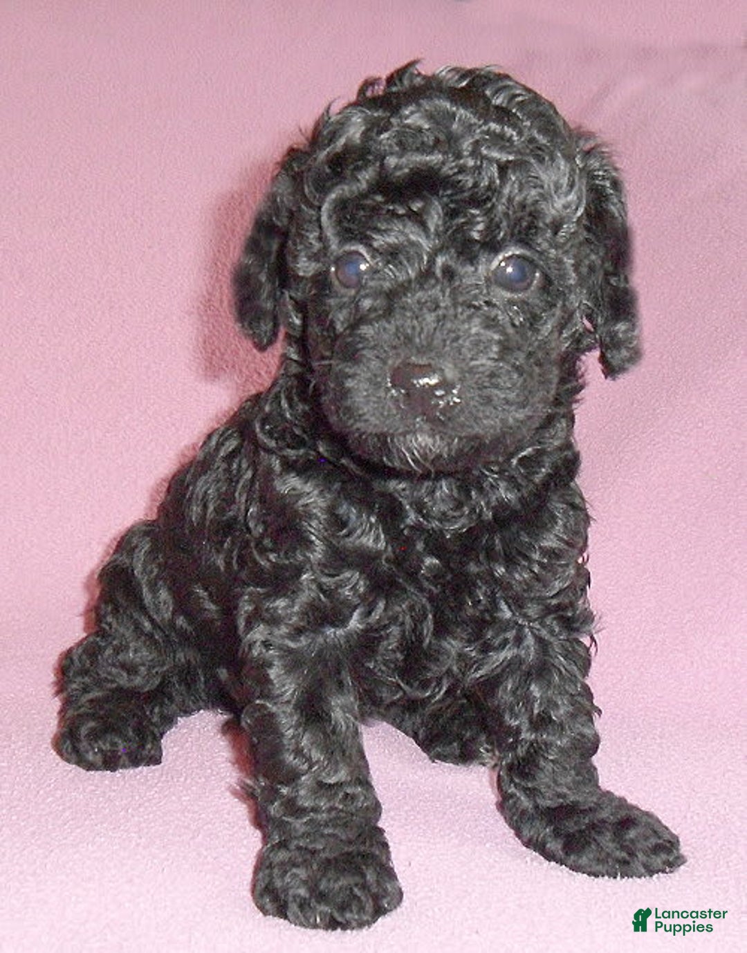 Yorkiepoo dogs for sale: Pepper - Image 16