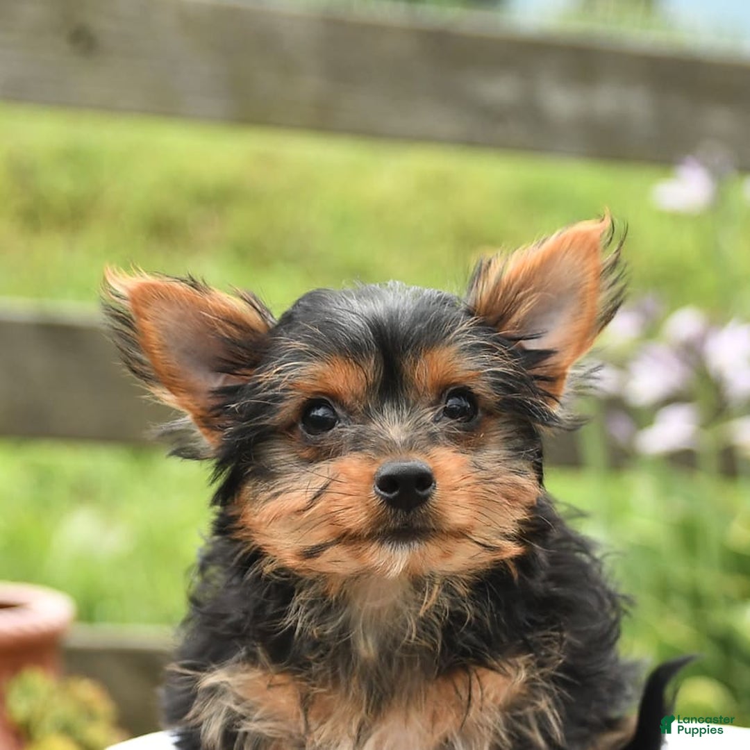 Yorkshire Terrier dogs for sale: Chelsea - Image 3