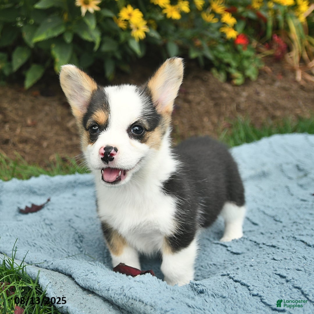Welsh Corgi Pembroke dogs for sale: Ginger - Image 2