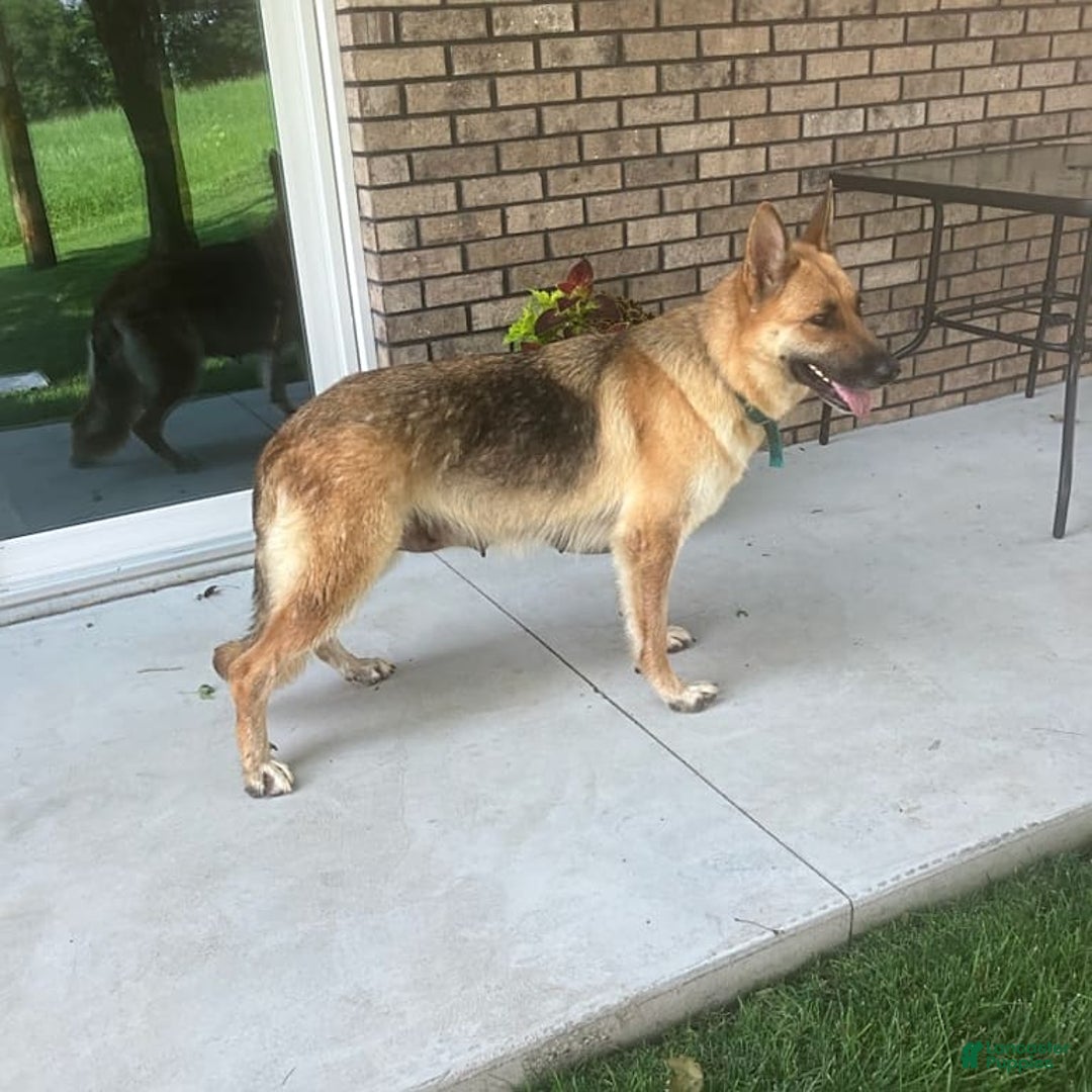 German Shepherd dogs for sale: Cinder - Image 6