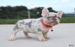 French Bulldog dogs for sale: Leo - Image 2