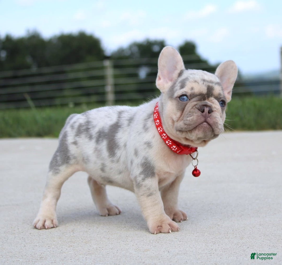 French Bulldog dogs for sale: Leo - Image 2