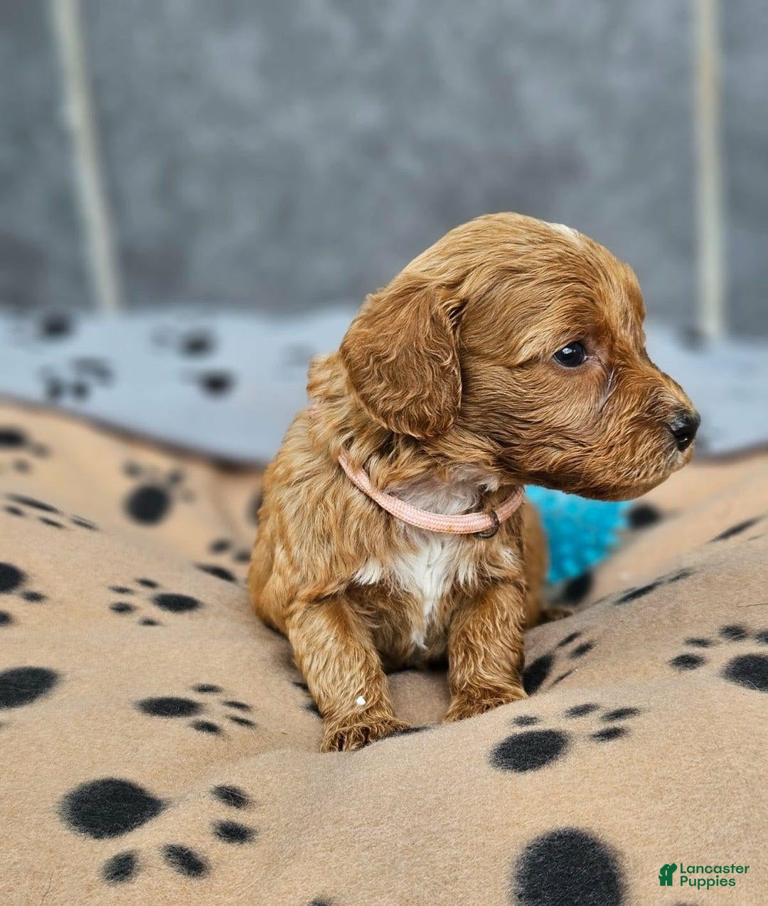Cockapoo dogs for sale: Megan - Image 2