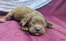 Cavapoo dogs for sale: Zeus - Image 17