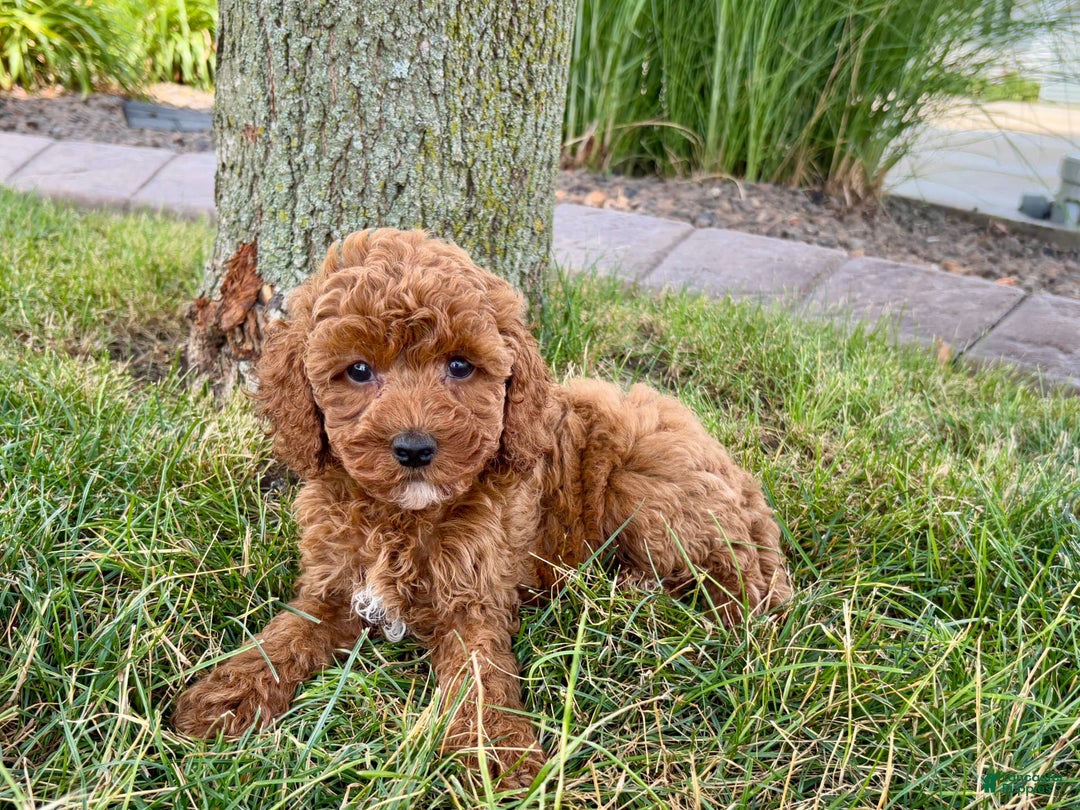 Cavapoo dogs for sale: Harley - Image 2