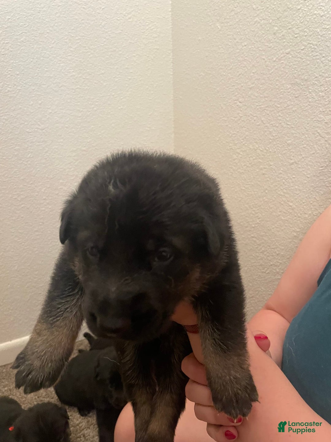 German Shepherd dogs for sale: Juliet - Image 6