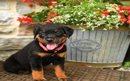 Rottweiler dogs for sale: Rottweiler 8 puppies - Image 24
