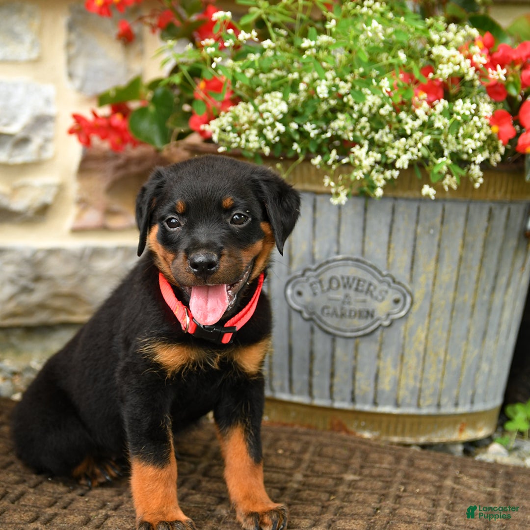 Rottweiler dogs for sale: Rottweiler 8 puppies - Image 24
