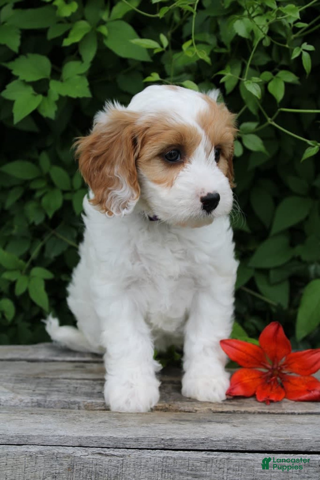 Cavapoo dogs for sale: Cavapoo 5 puppies - Image 21