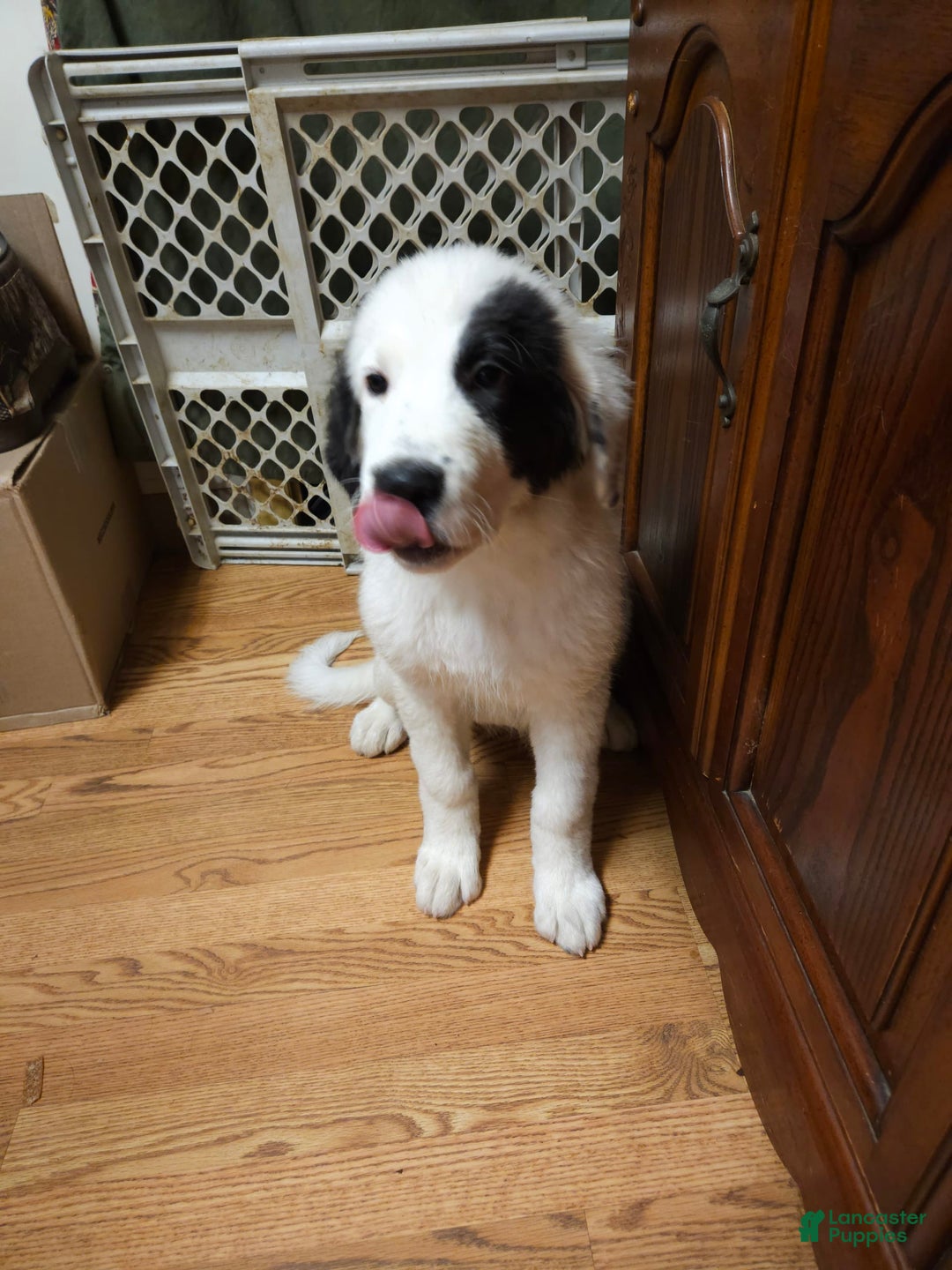 Great Pyrenees dogs for sale: Amie - Image 5