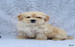 Bichpoo dogs for sale: Chase - Image 2