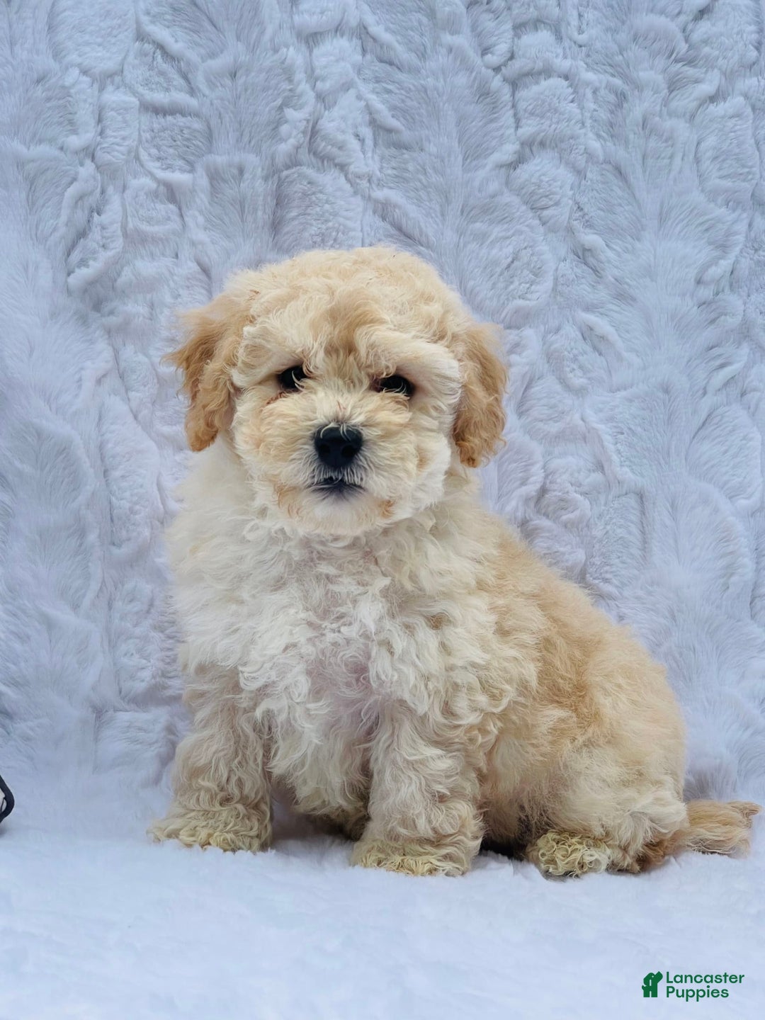 Bichpoo dogs for sale: Chase - Image 2