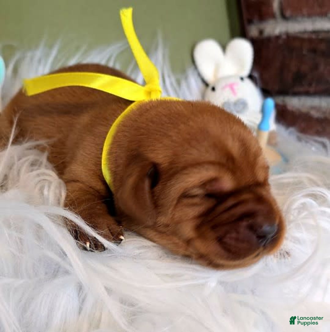 Labrador Retriever dogs for sale: Yellow Girl - Image 2