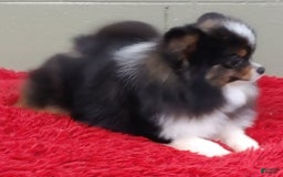 Pomeranian dogs for sale: Yovanni - Image 3