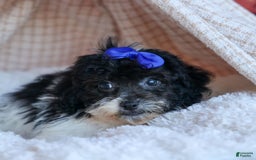 Bichpoo dogs for sale: Barney - Image 8
