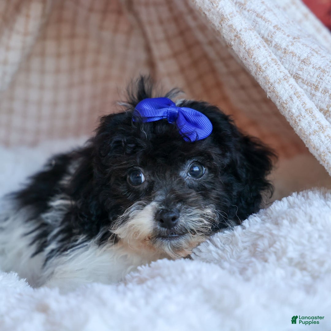 Bichpoo dogs for sale: Barney - Image 8