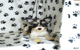 Morkie dogs for sale: Boots - Image 16