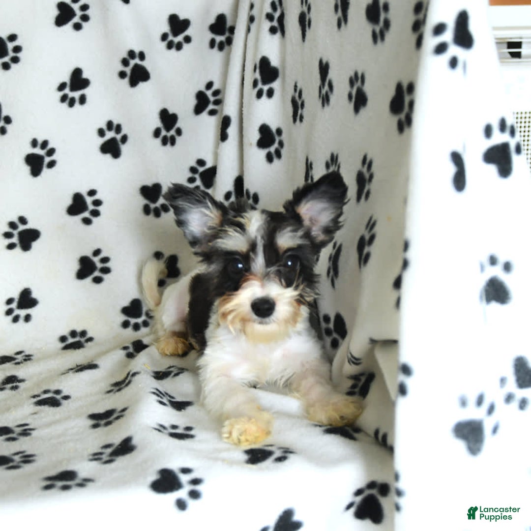 Morkie dogs for sale: Boots - Image 16