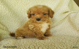 Mini Goldendoodle dogs for sale: Fiona - Image 1