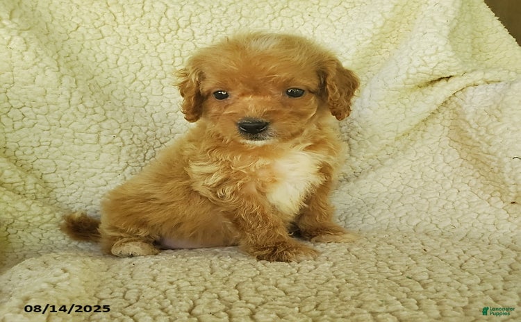 Mini Goldendoodle dogs for sale - Ad 4