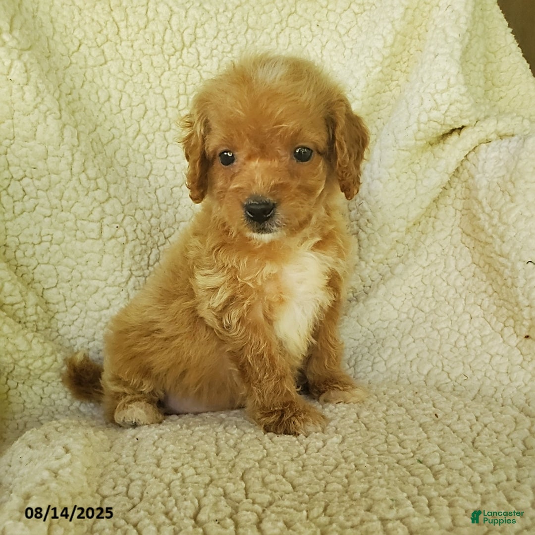 Mini Goldendoodle dogs for sale: Fiona - Image 1