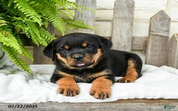 Rottweiler dogs for sale: Rottweiler 9 puppies - Image 3
