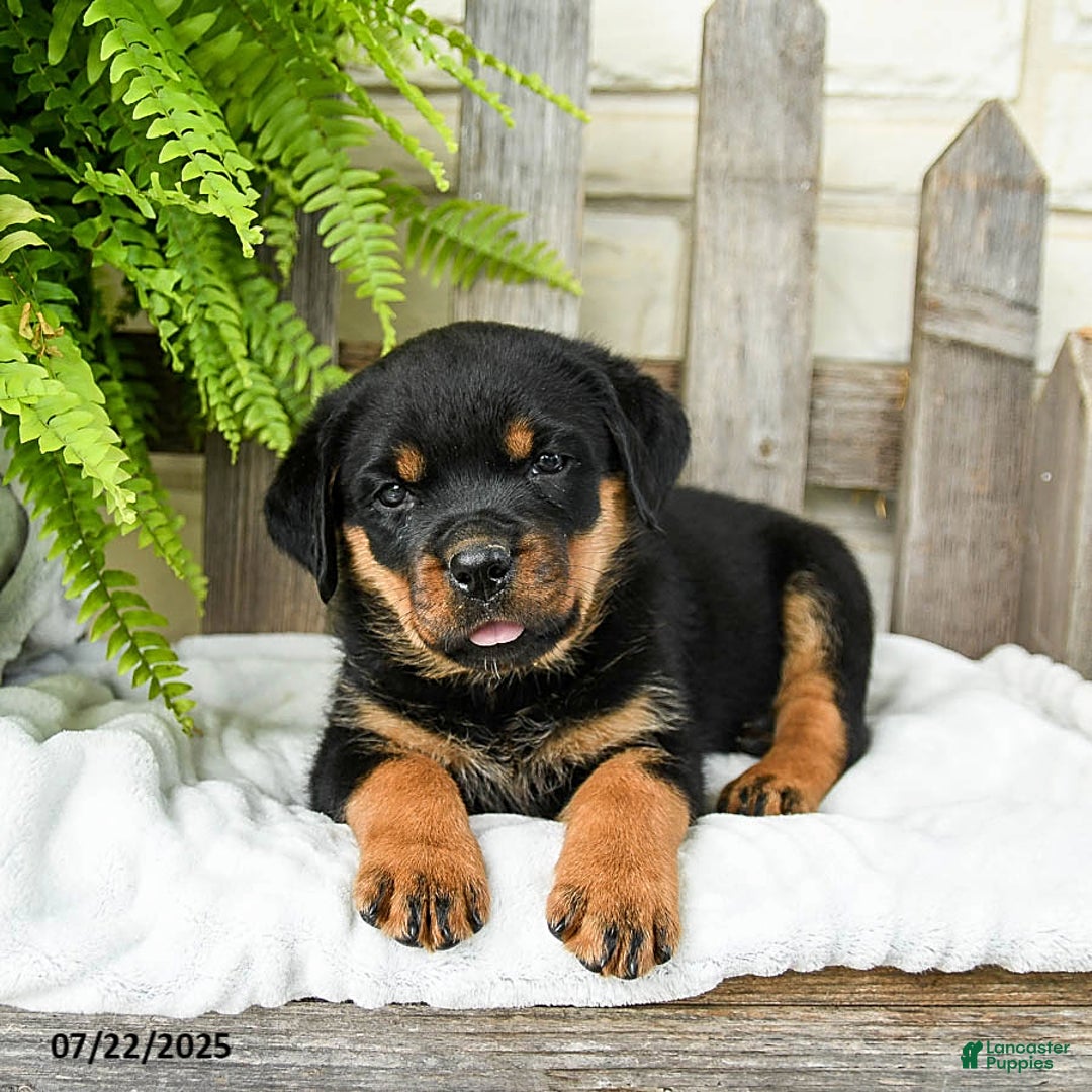 Rottweiler dogs for sale: Rottweiler 9 puppies - Image 3