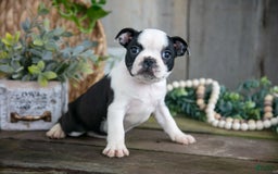 Boston Terrier dogs for sale: Marigold - Image 2
