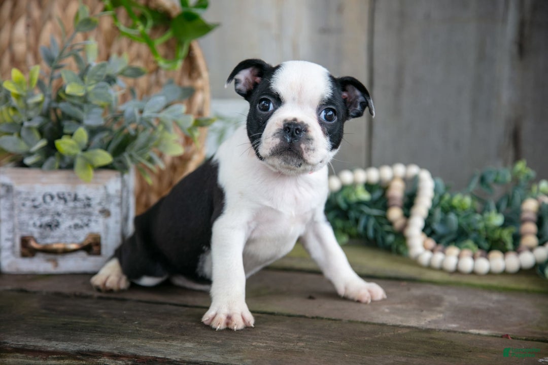 Boston Terrier dogs for sale: Marigold - Image 2