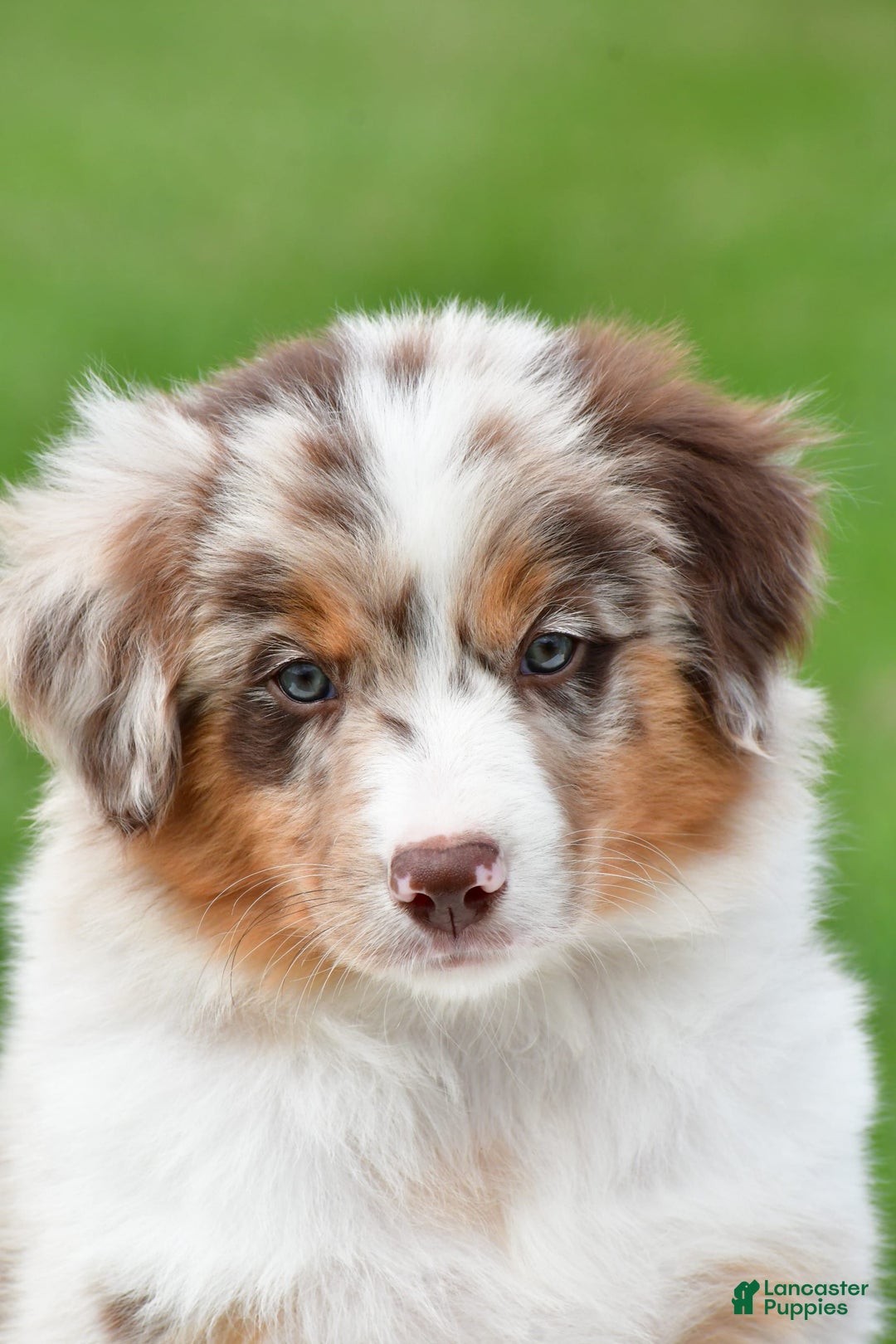 Australian Shepherd dogs for sale: Leo - Image 9