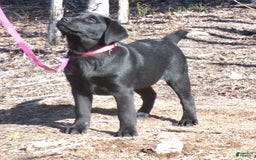 Labrador Retriever dogs for sale: Melody - Image 1