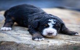 Mini Bernedoodle dogs for sale: Ozzy - Image 14