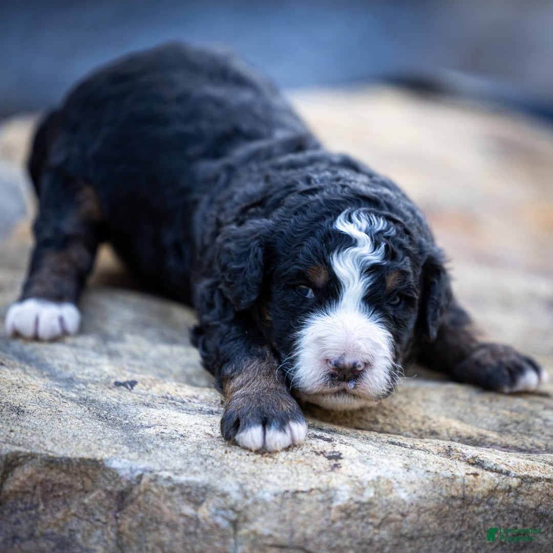 Mini Bernedoodle dogs for sale: Ozzy - Image 14