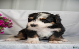Bernedoodle dogs for sale: Jerry - Image 13