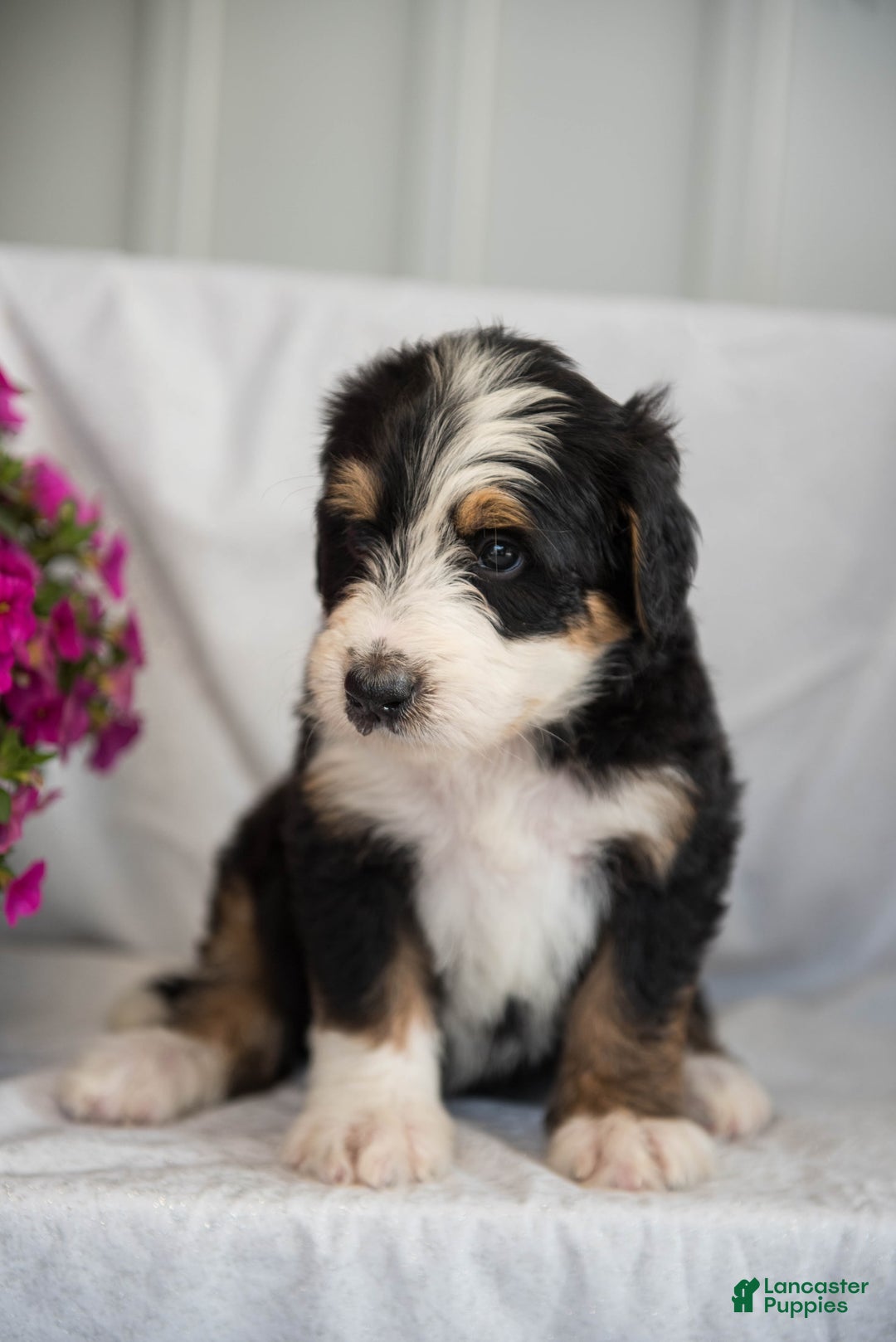 Bernedoodle dogs for sale: Jerry - Image 13