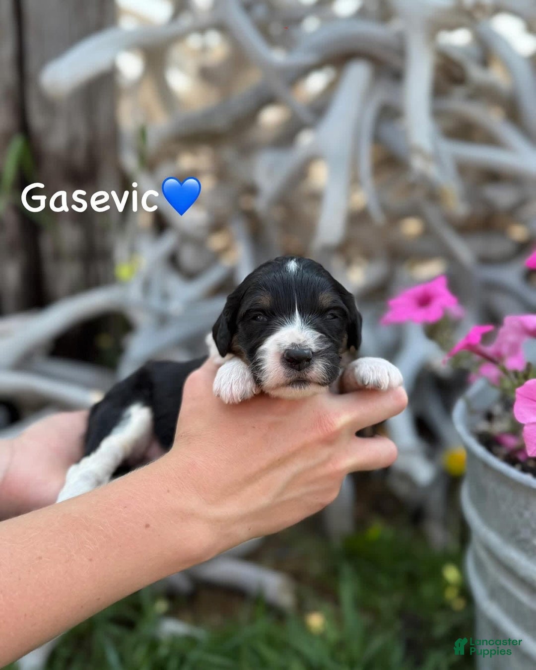 Aussiedoodle dogs for sale: Gasevic - Image 1