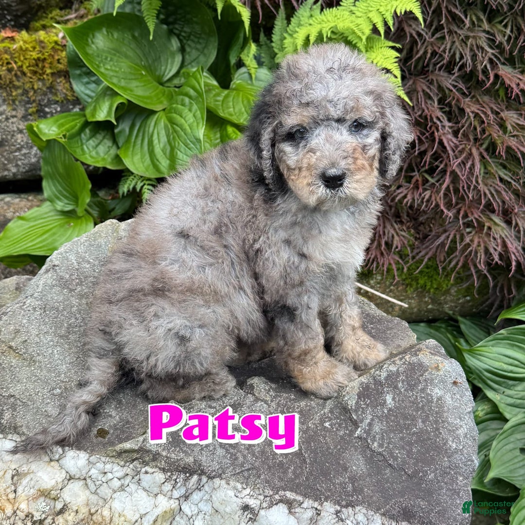 Bernedoodle dogs for sale: Patsy - Image 1